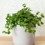 Pilea 4 Pilea v bilém květináči