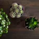 Pilea 7 green houseplants flat lay cactus succulent gasteria duval parodia warasii pilea depressa