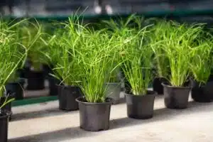 Hnojení pokojových rostlin 109 skupina šáchorů v květináčích