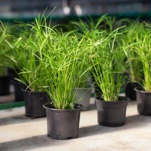 skupina šáchorů v květináčích