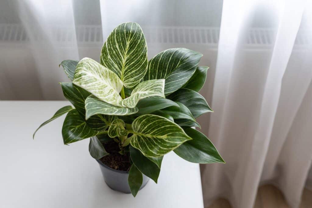 Philodendron 2 domácí rostlina philodendron v domácím interiéru
