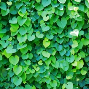 břečťan popínající zeď