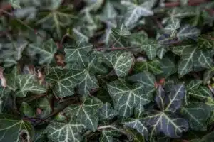 Břečťan 8 břečťan na zdi