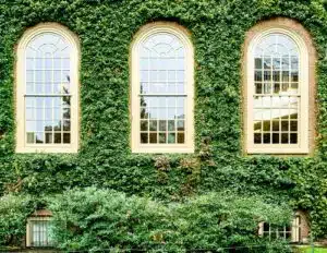 Břečťan 9 břečťan v Harvardu