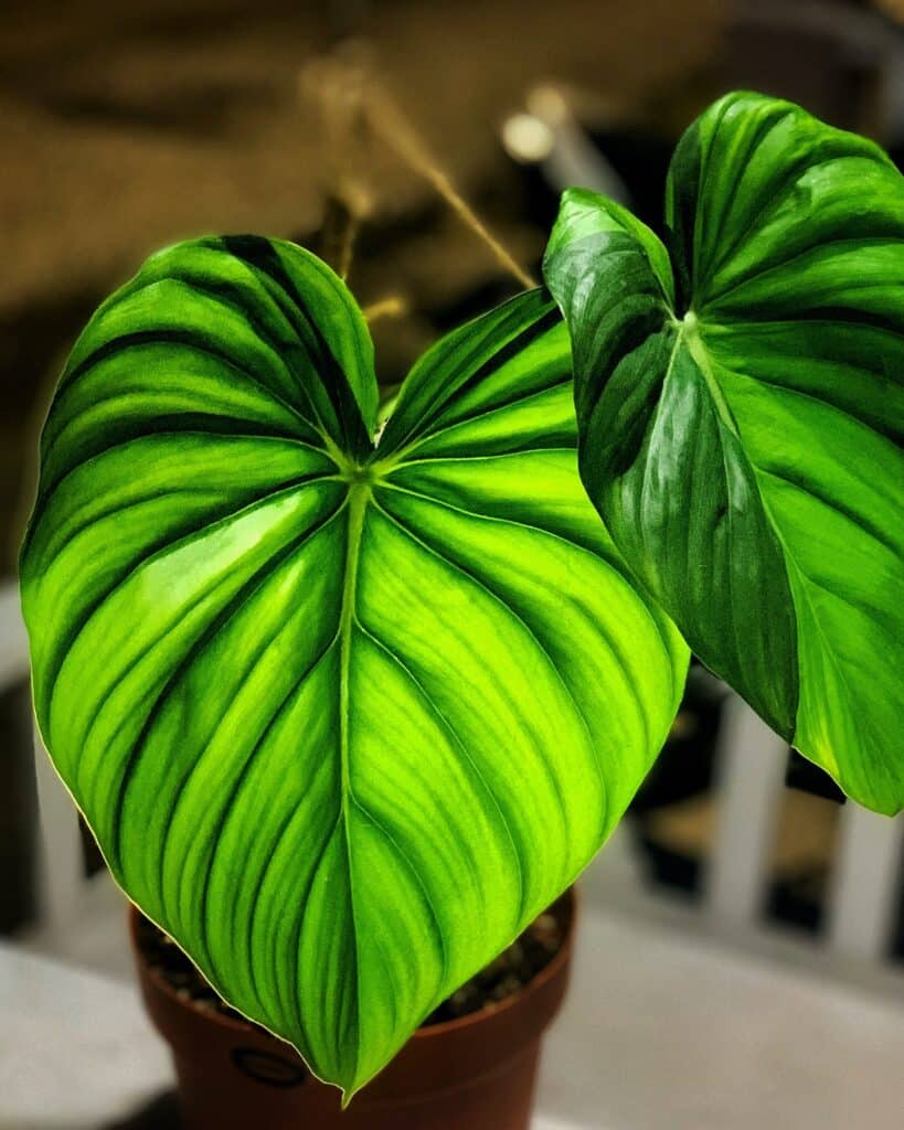 Philodendron 1 listy philodendronu pastazanum
