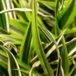 Dračinec 6 Listy Dracény