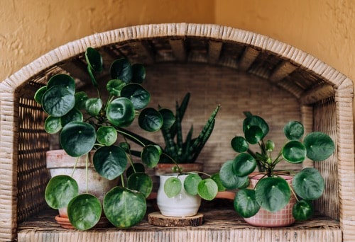 Pilea 3 pilea domáci pokojová rostlina