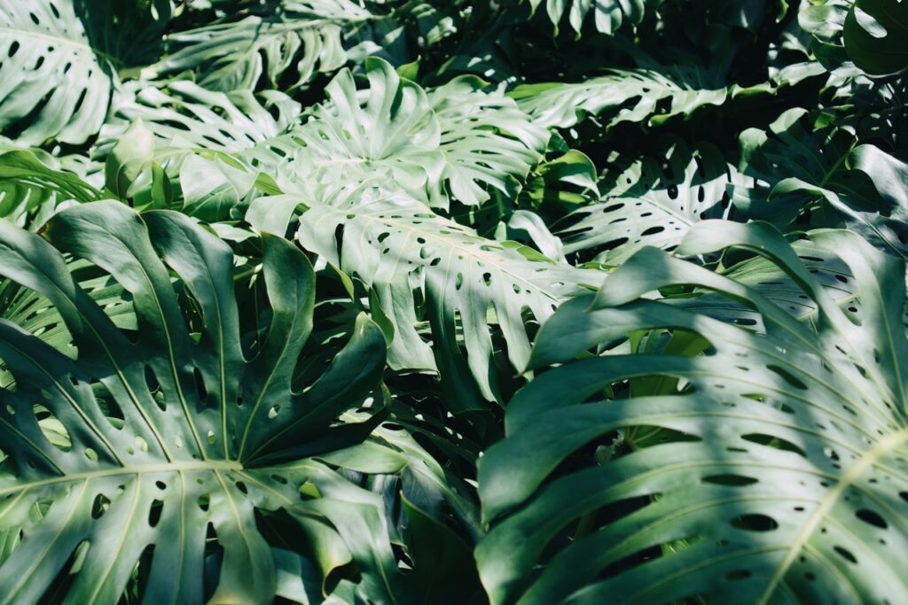 Monstera 1 monstera backgrounds 1
