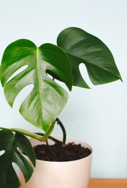 Monstera 2 listy monstery