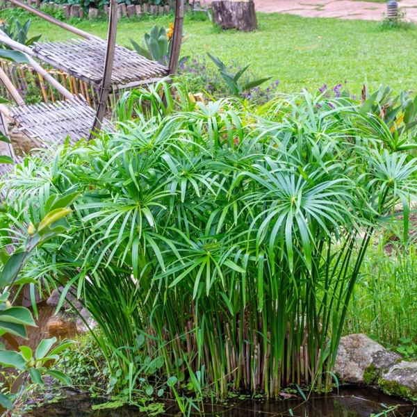 Šáchor 1 Šáchor (Cyperus)