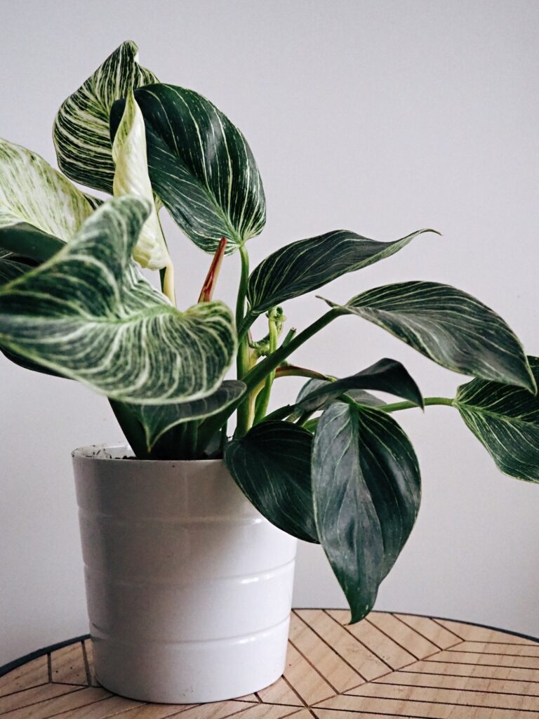 Philodendron 3 philodendron na stole, na bílém pozadí
