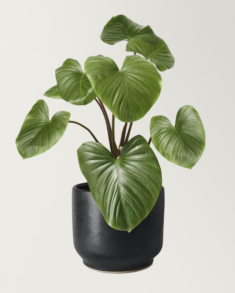 Philodendron 4 philodendron v keramickém květináči