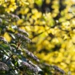 Blýskavka 3 blýskavka