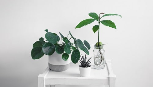 Pilea 8 pilea