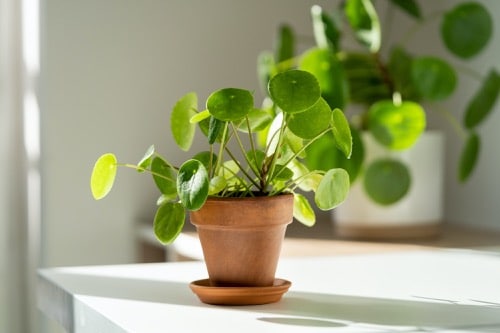 Pilea 10 pilea - penízková rostlina