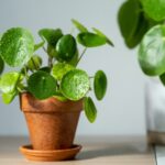Pilea 6 Pilea známá jako penízková rostlina