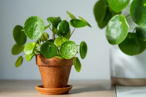 Pilea známá jako penízková rostlina