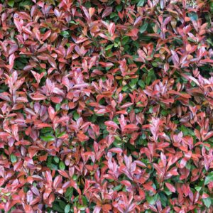 fialové listy blýskavky se zelenými listy keře