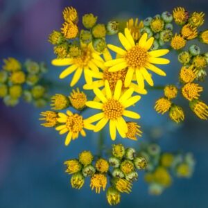 starček focený zeshora