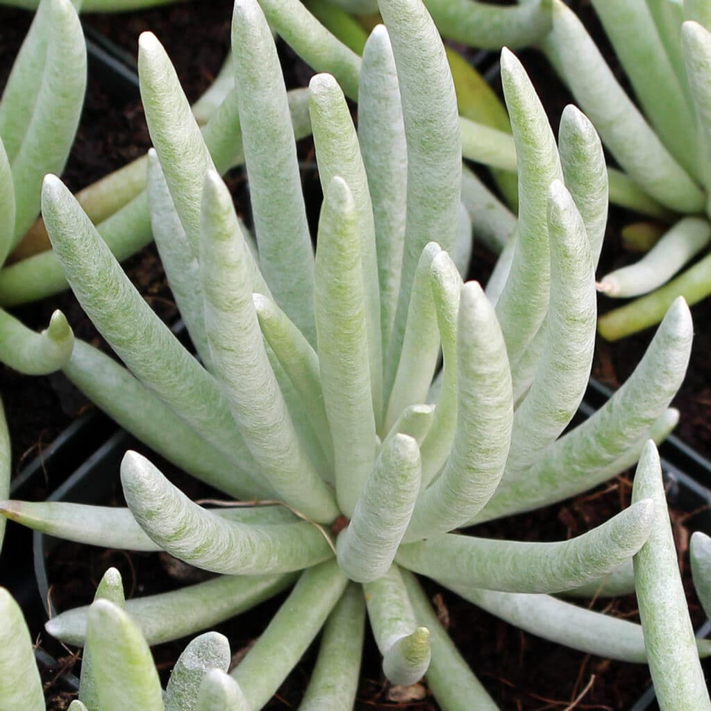 Starček 13 Senecio scaposus
