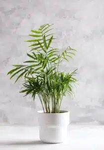 Hnojení pokojových rostlin 102 areka v květináči