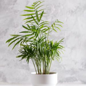 areka v květináči