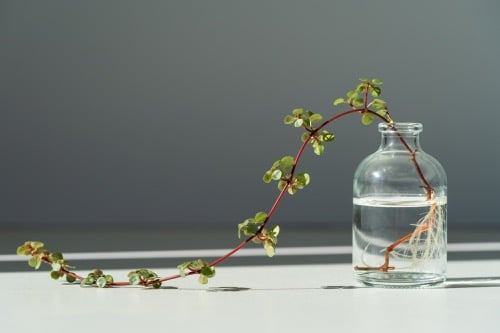 Pilea 9 plazící se pilea