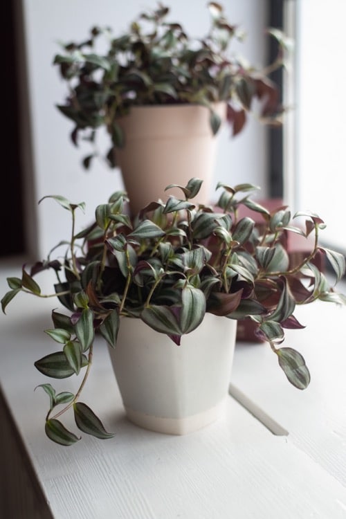 Poděnka 2 tradescantia zebrina tradescantia grows in a white pot on window houseplant for home decor 1 1