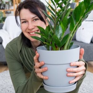 zamiokulkas v květináči