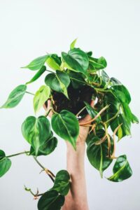 vertikálně pěstovaný philodendron na bílém pozadí