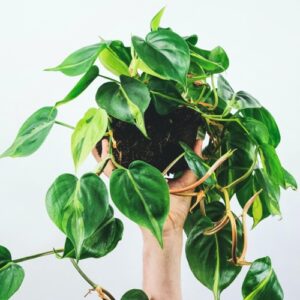 vertikálně pěstovaný philodendron na bílém pozadí