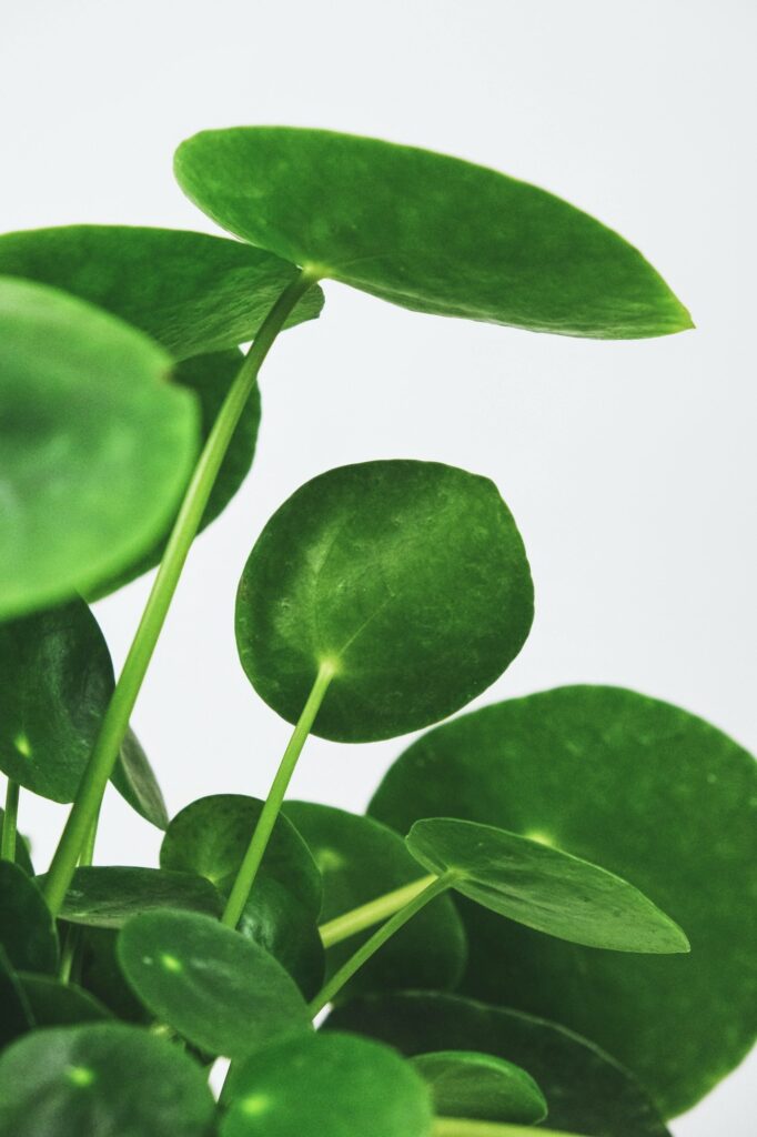 Pilea 2 pilea listy na bílé pozadí