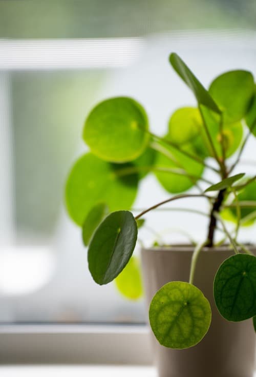 Pilea 1 pilea listy