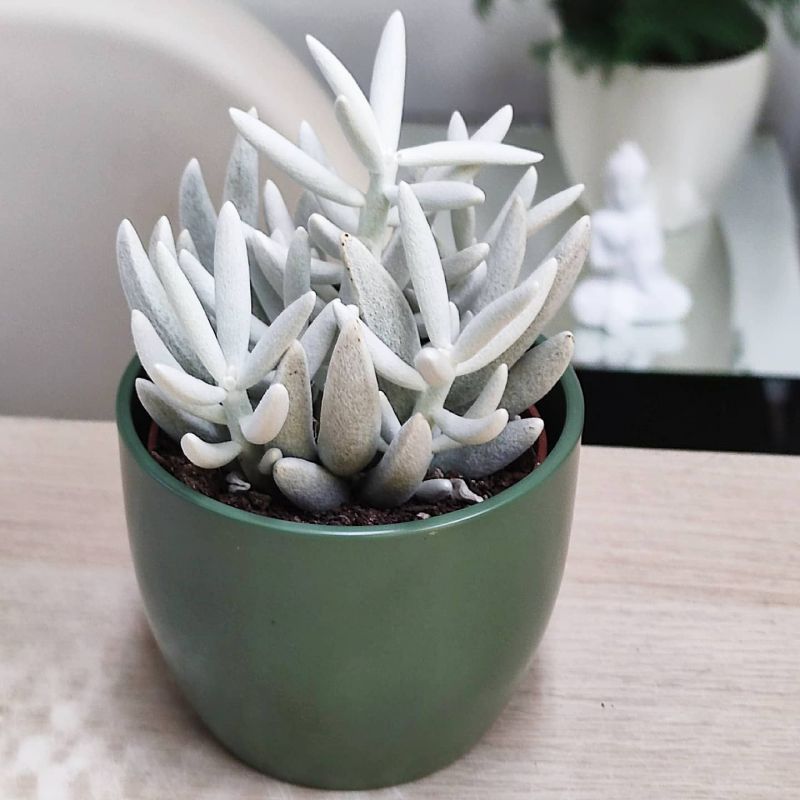 Starček 10 Senecio haworthii