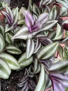 Hnojení pokojových rostlin 107 Poděnka světlá