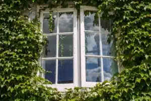 Břečťan 14 břečťan kolem oken