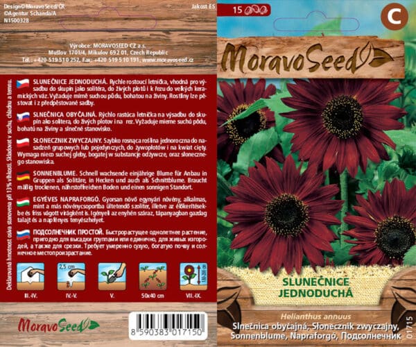 Helianthus annuus/Slunečnice/jednoduchá červená semena