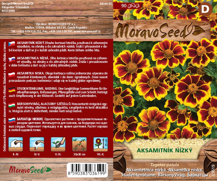 Tagetes patula/Aksamitník/nízký jedn. hnědožlutý semena