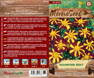 Aksamitník nízký - Tagetes patula - Žlutý žíhaný