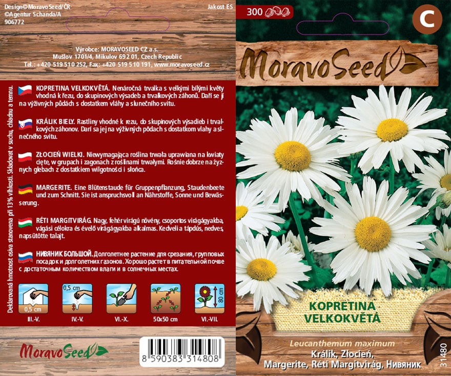 Kopretina velkokvětá - Leucanthemum maximum semena
