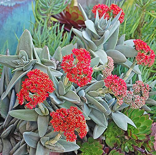 Tlustice 4 Tlustice Crassula falcata (syn. Crassula perfoliata, Rochea falcata)