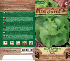 Salát hlávkový k rychlení - Lactuca sativa - APOLLO