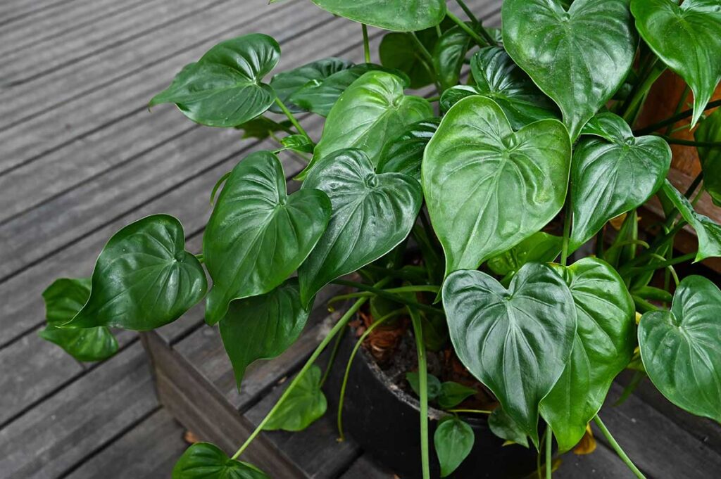 Alocasia 1 Alokázie (Alocasia)
