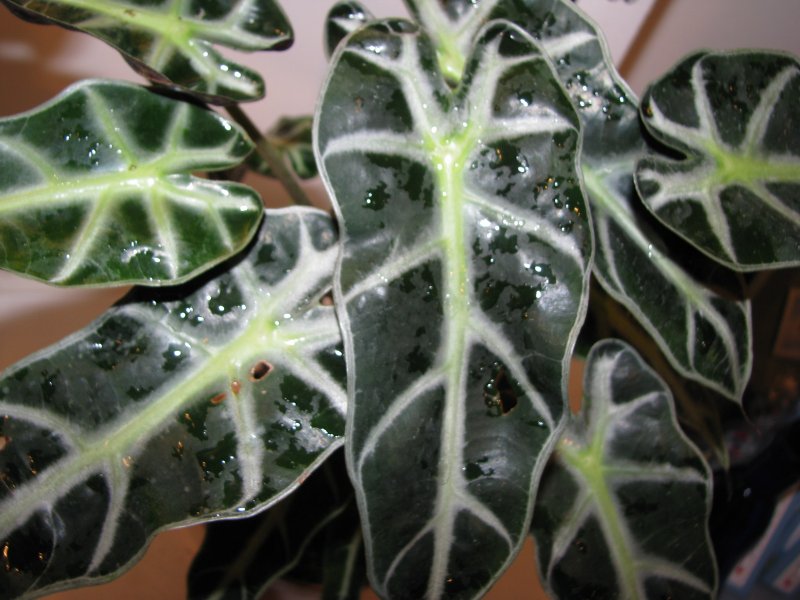 Alocasia 2 Alokázie amazonská (Alocasia × amazonica)