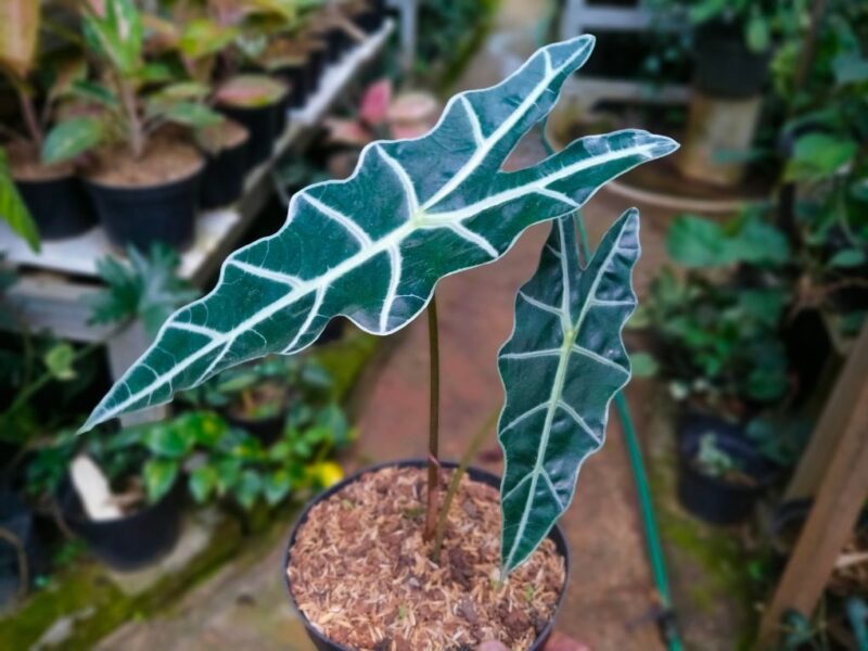 Alocasia 3 Alokázie odrůda 'Polly' (Alocasia amazonica 'Polly')