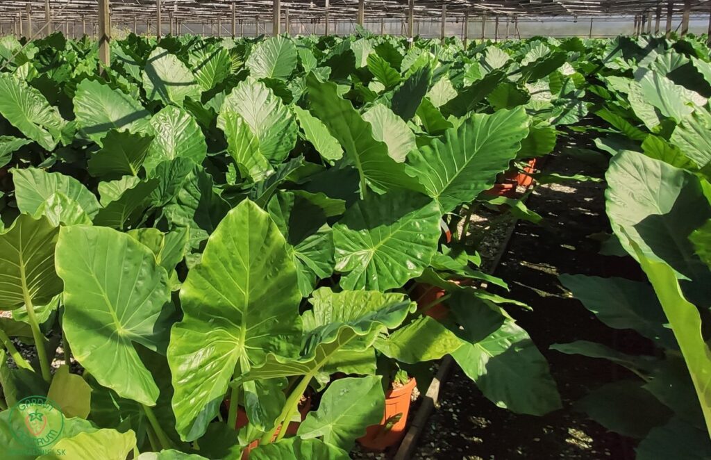 Alocasia 4 Alokázie velkolistá (Alocasia macrorrhiza)