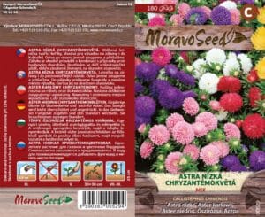 Astra Chryzantémokvětá
