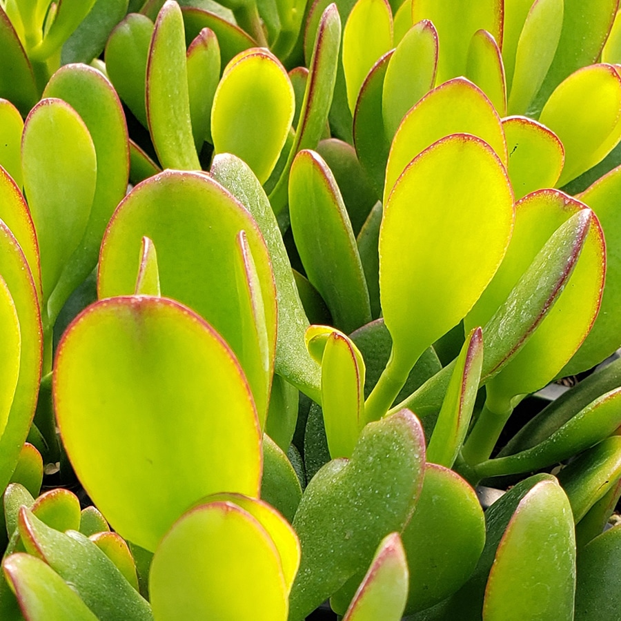 Tlustice 2 Tlustice Crassula argentea (syn. Crassula ovata)