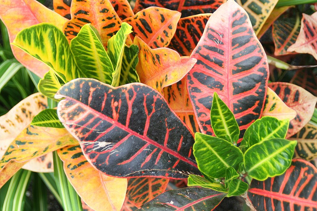 Kroton 2 Kroton (Codiaeum variegatum var. pictum)