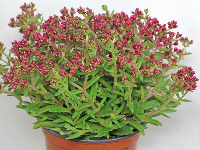 Tlustice 7 Tlustice Crassula schmidtii